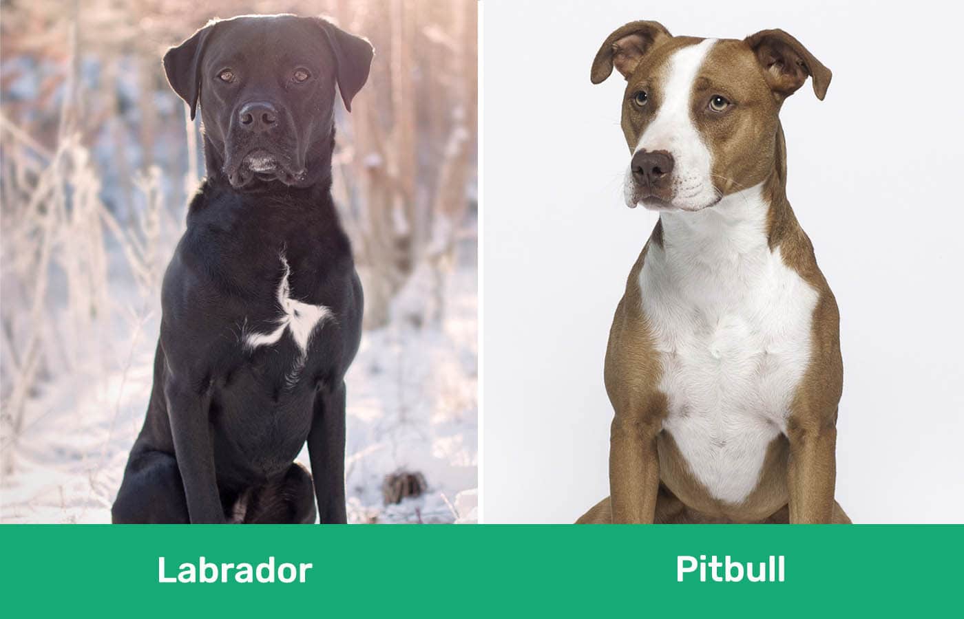 Labrador vs Pitbull side by side