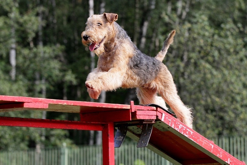 Lakeland-Terrier-at-competitions-of-Dog-agility_Zelenskaya_shutterstock