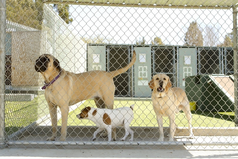 Large-and-small-dogs-in-a-kennel_Jayme-Burrows_shutterstock