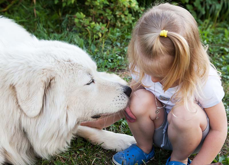 Large white Shepherd licking a wound on the knee of a little girl
