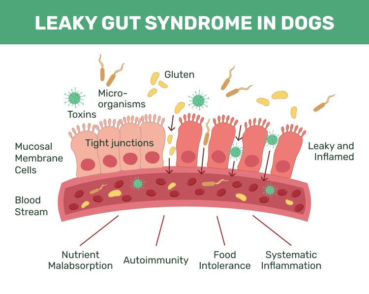 Leaky gut syndrome in dogs