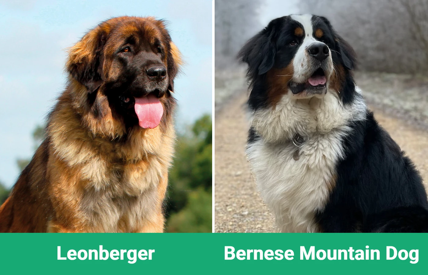 Leonberger vs Bernese Mountain Dog - Visual Differences