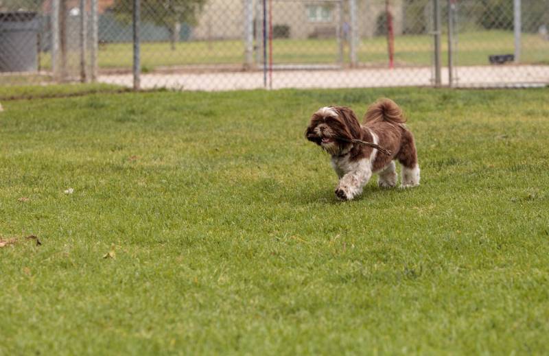Lhasa Apso dog mix plays with a stick in a dog park in summer