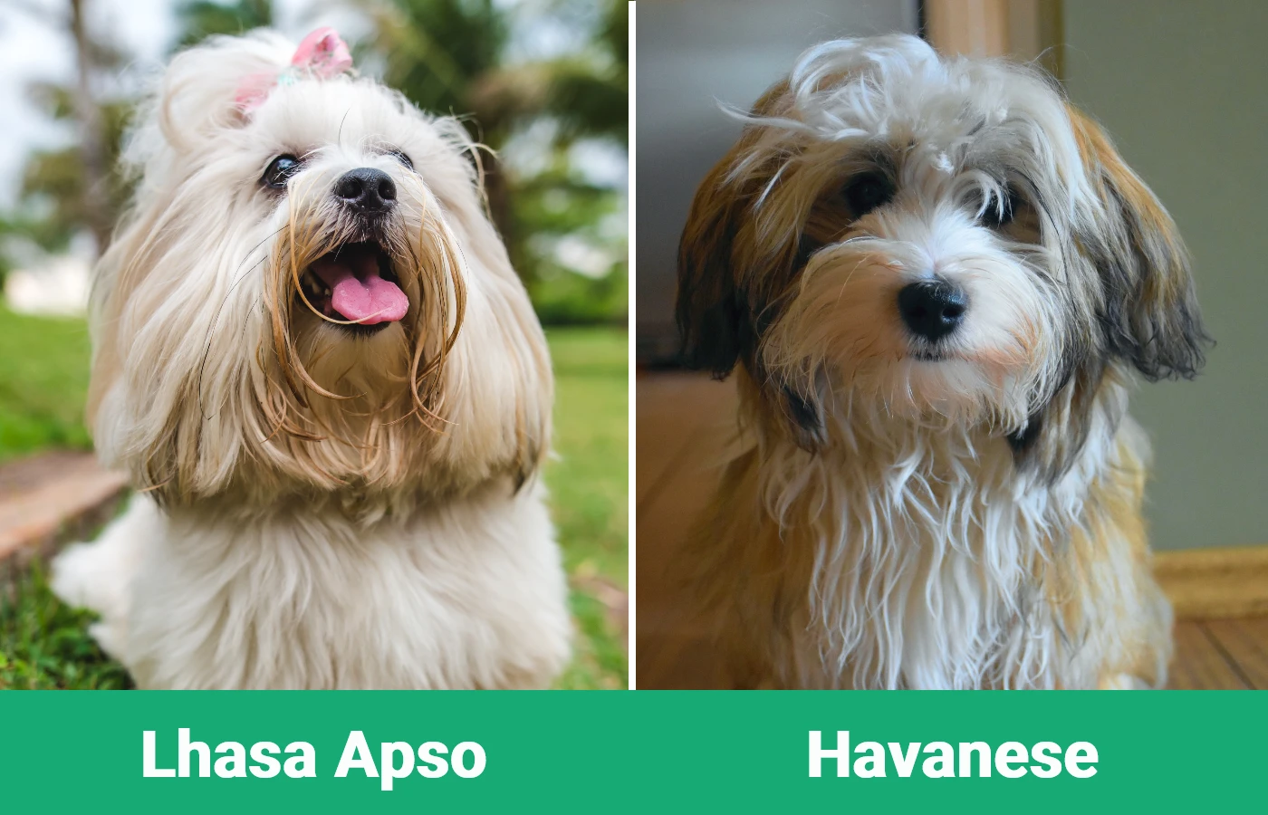 Lhasa Apso vs Havanese - Visual Differences