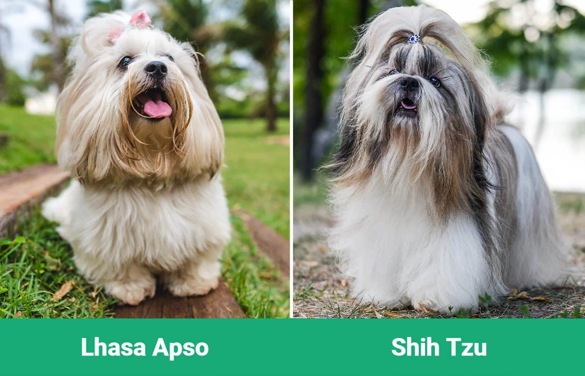 Lhasa Apso vs Shih Tzu - Visual Differences