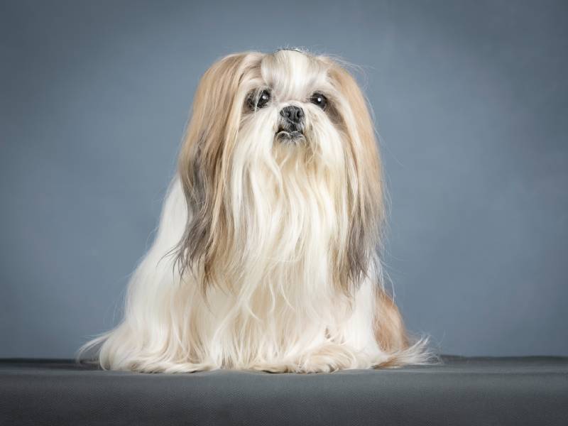 Lhasa apso terrier dog sitting in a photo studio