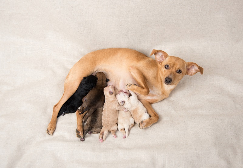 a small dog nursing its puppies