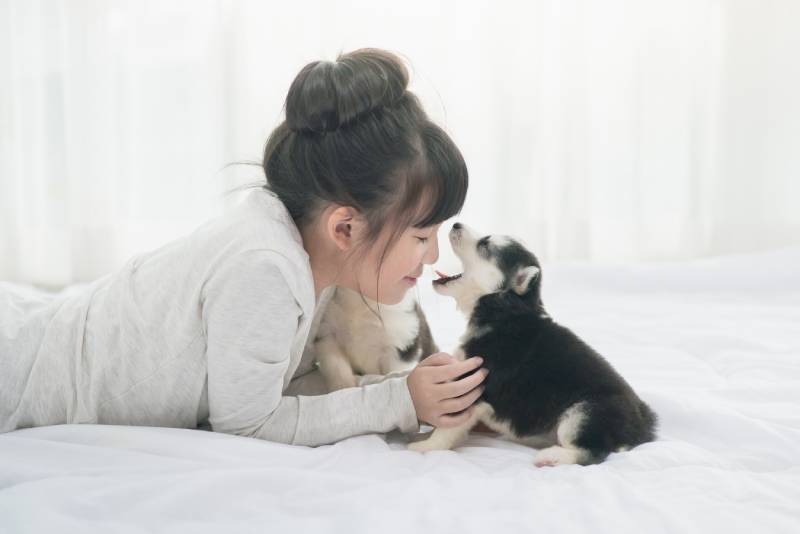 Little asian girl lying with siberian husky puppy on bed Important information