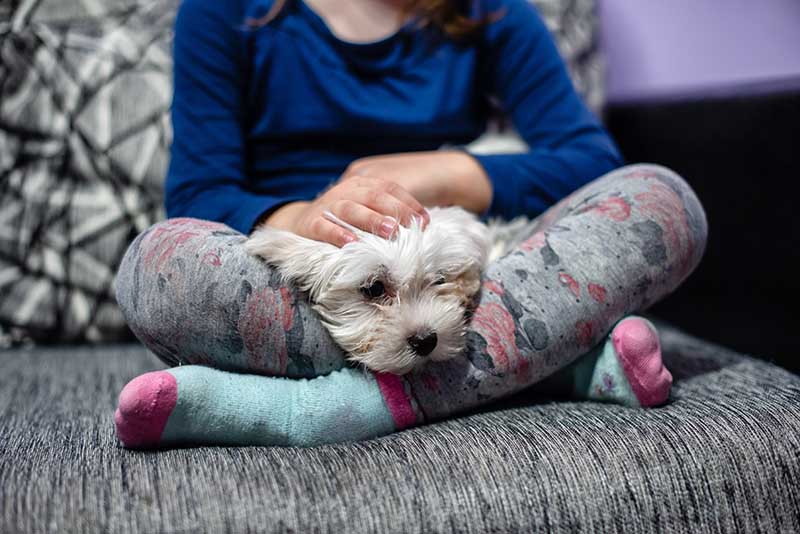Little girl cuddles small white maltese puppy
