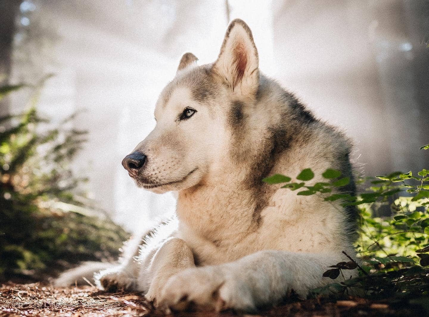 Loki the Wolfdog laying in the woods