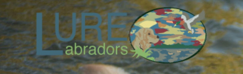 Lure Labradors logo