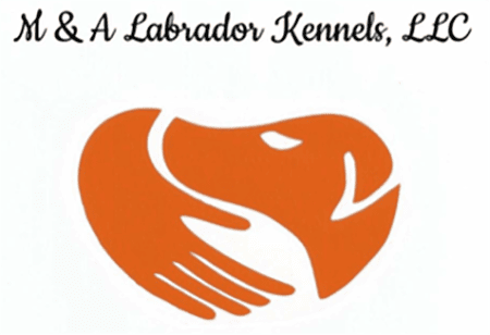 M & A Labrador Kennels