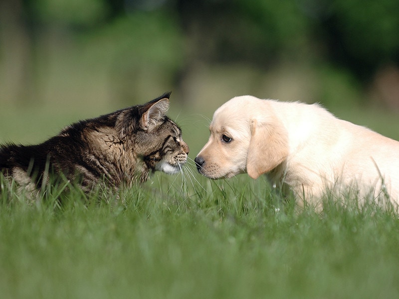 Maine Coon and Labrador Puppy Cat Dog