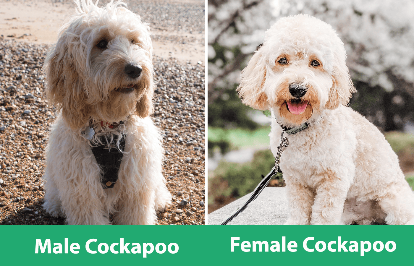 Male Cockapoo vs female Cockapoo