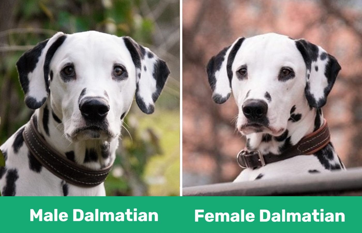 Male Dalmatian vs female dalmatian - side by side