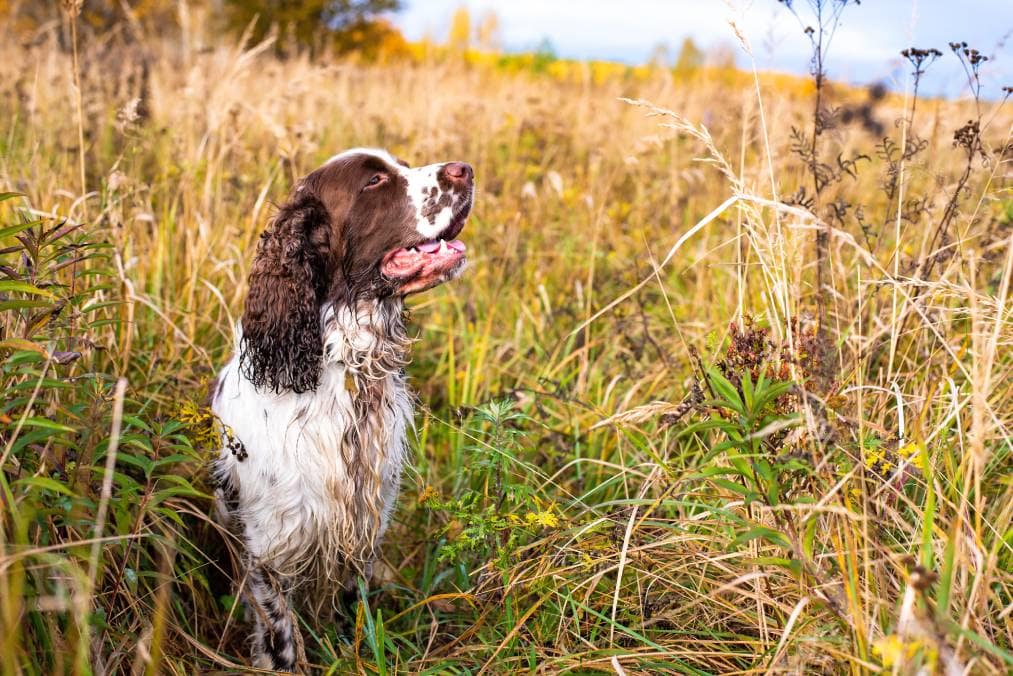 Male English Springer in the wild grass