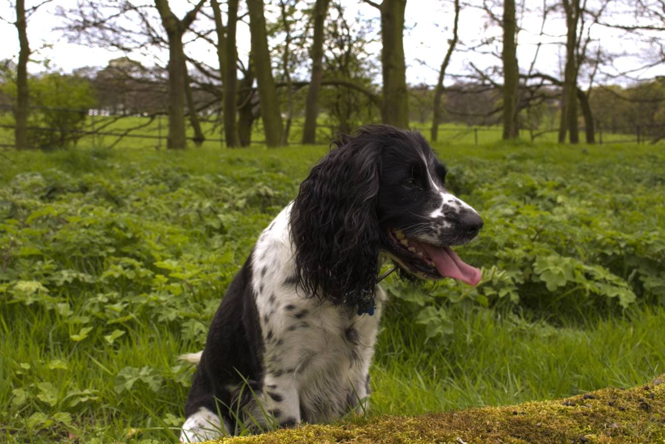 Female English Springer tongue out