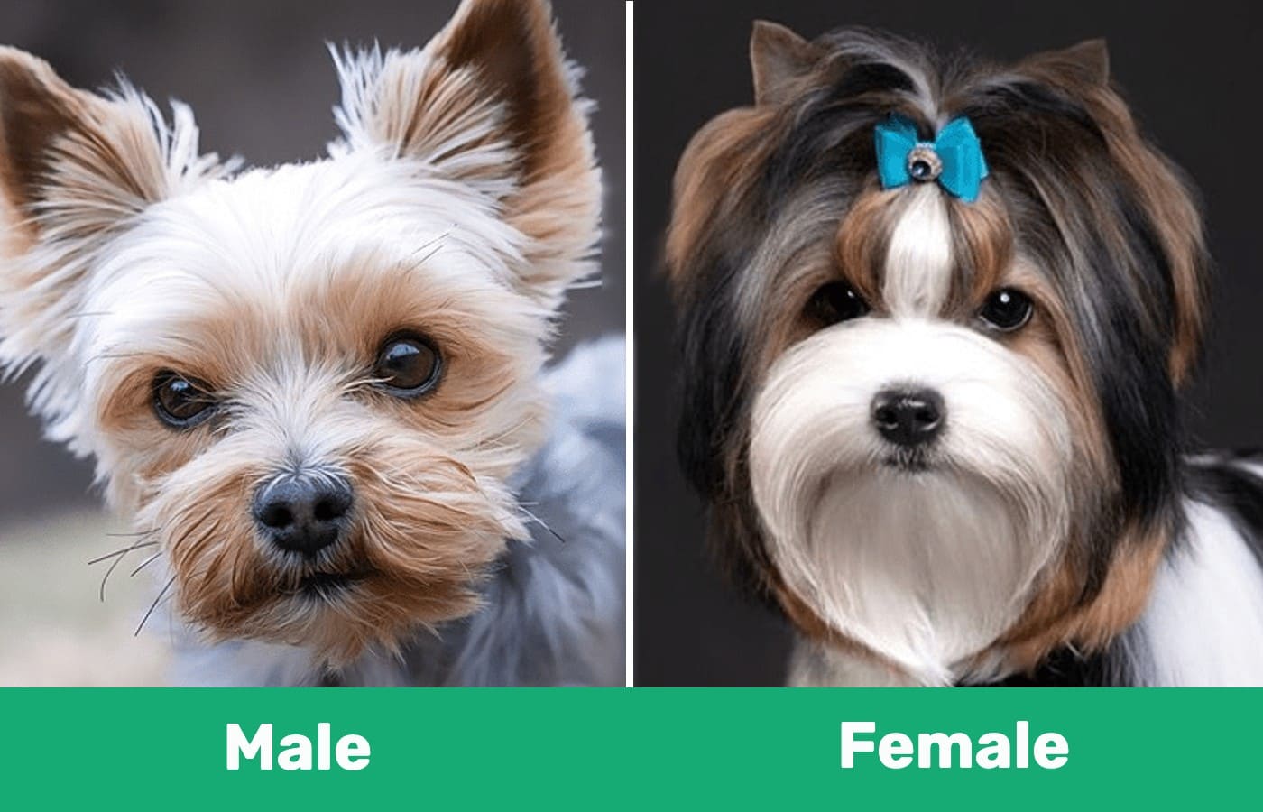 Male & Female Yorkshire terrier Side by side