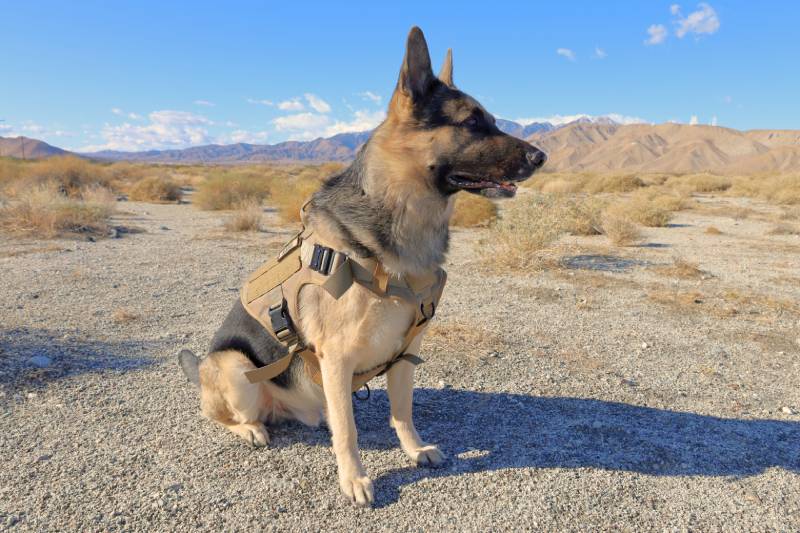 Male German Shepherd dog sitting in the desert outside Palm Springs wearing a K9 tactical dog vest