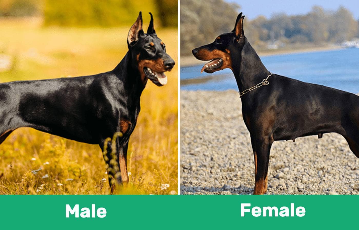 Male Vs Female Doberman