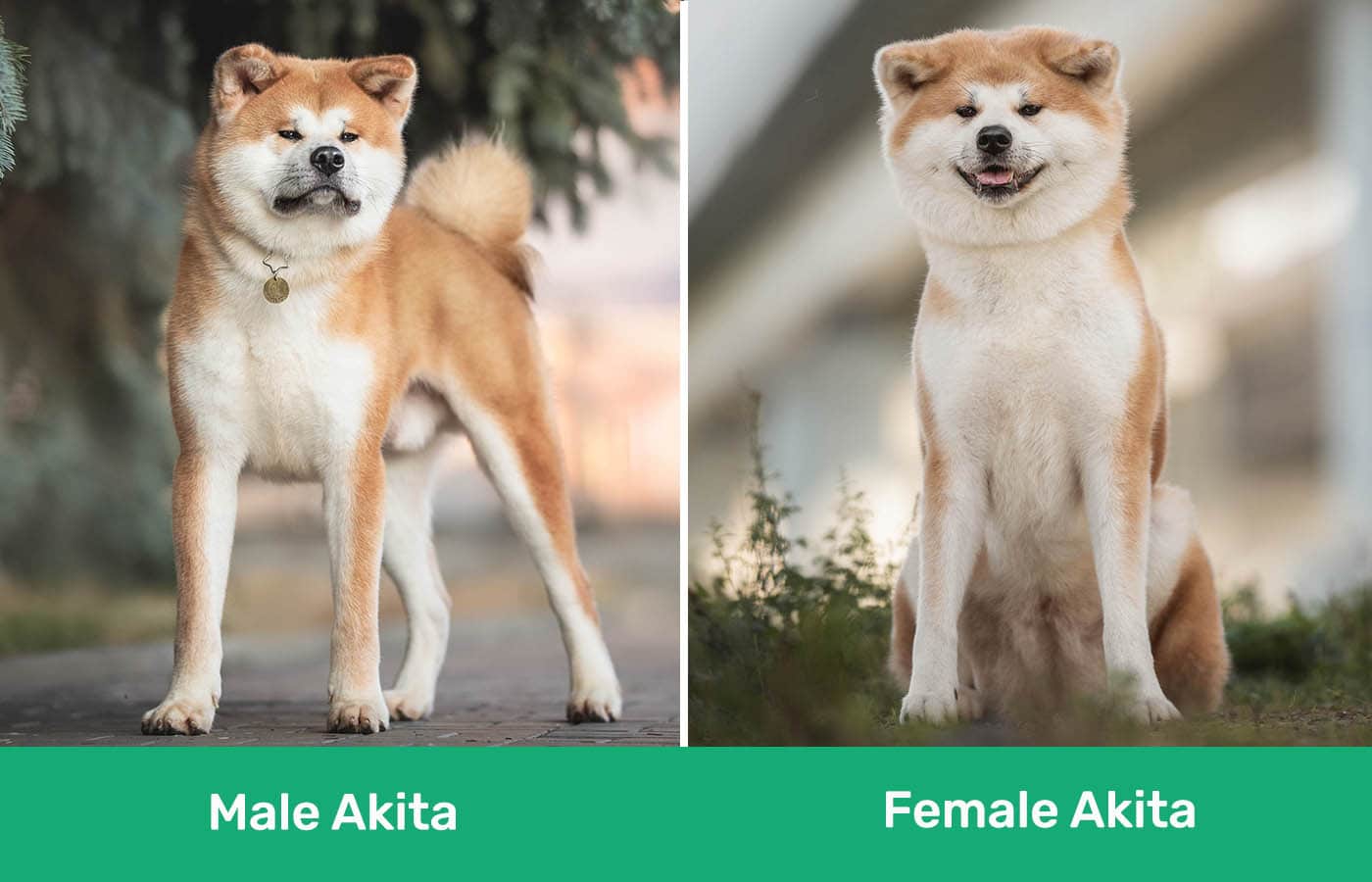Male vs Female Akita side by side
