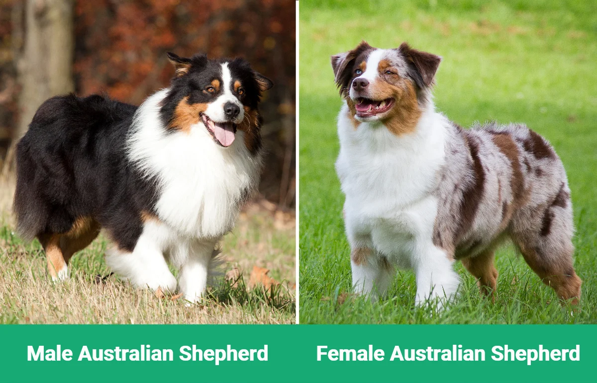 Male vs Female Australian Shepherd - Visual Differences