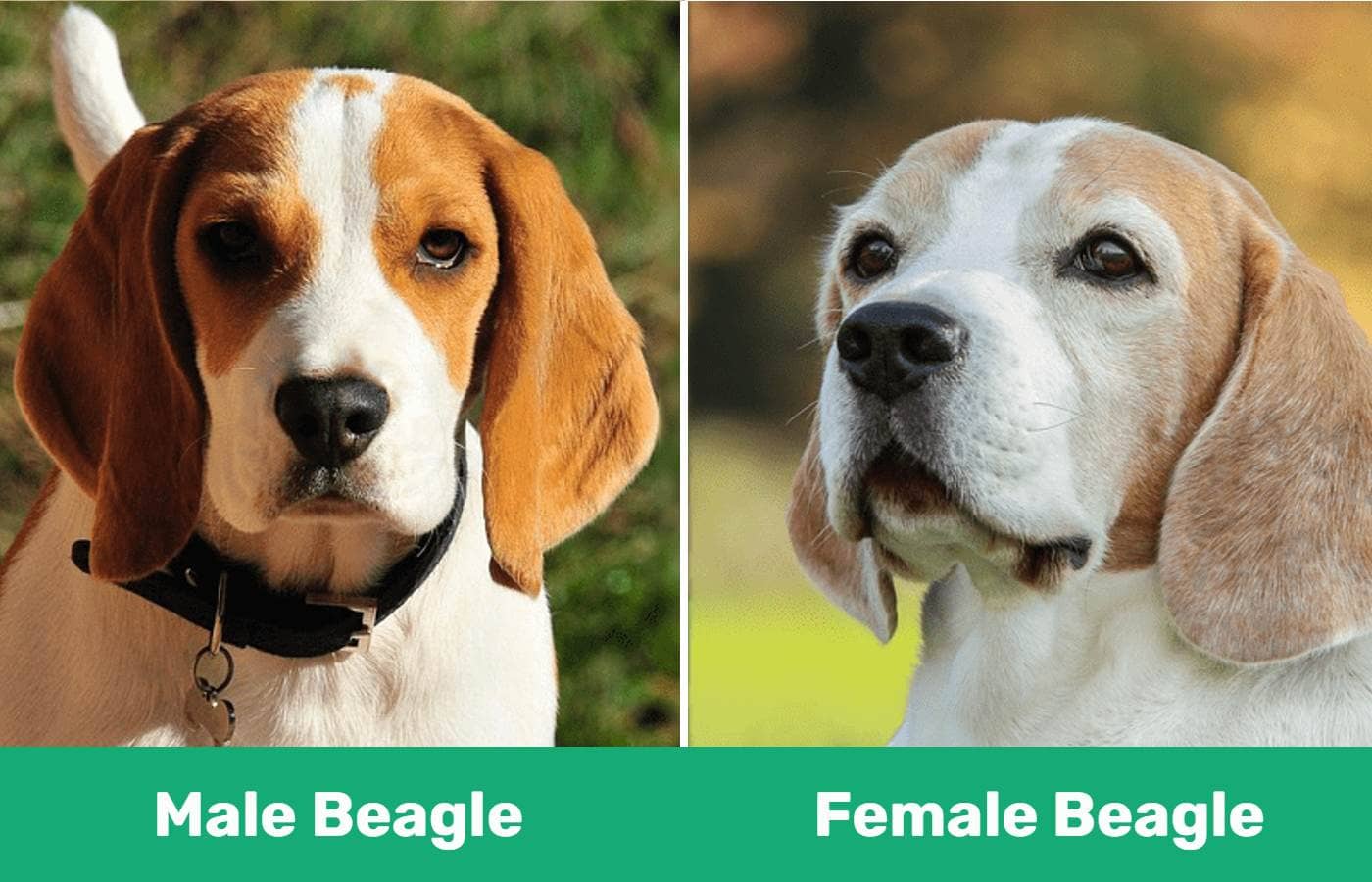 Male vs Female Beagle - close up