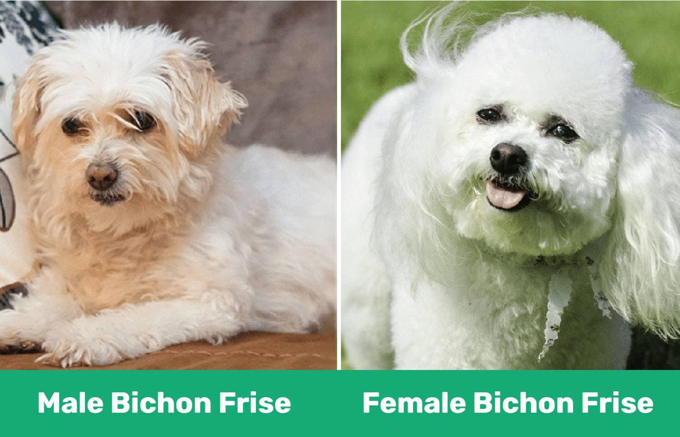 Male vs Female Bichon Frise - close up