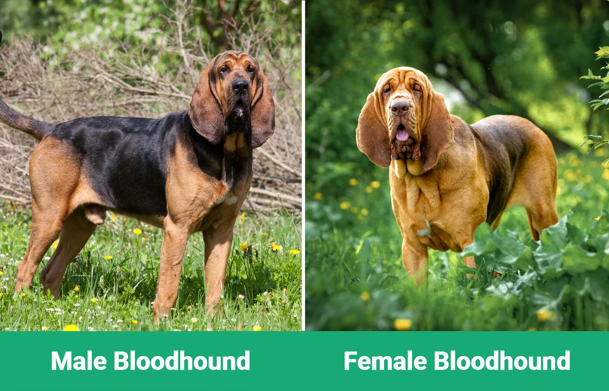 Male vs Female Bloodhound - Visual Differences