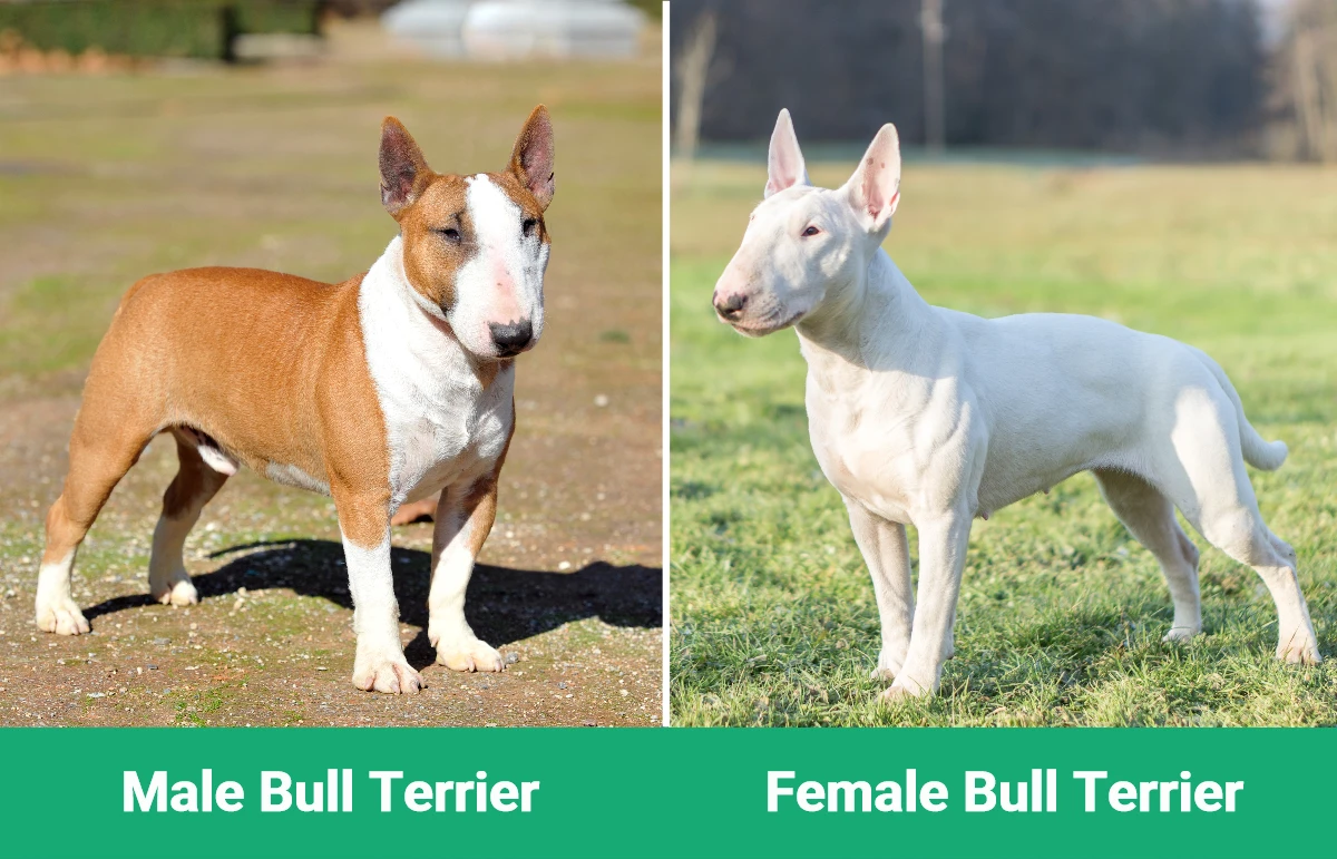 Male vs Female Bull Terrier - Visual Differences
