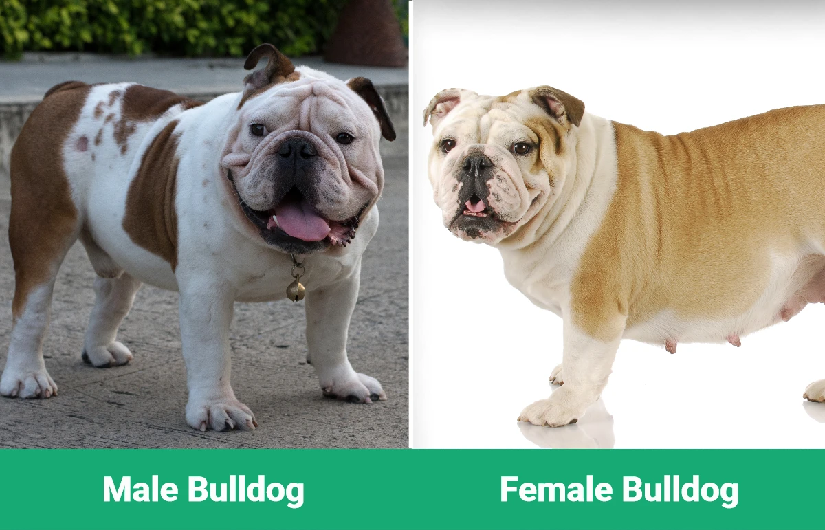 Male vs Female Bulldog - Visual Differences