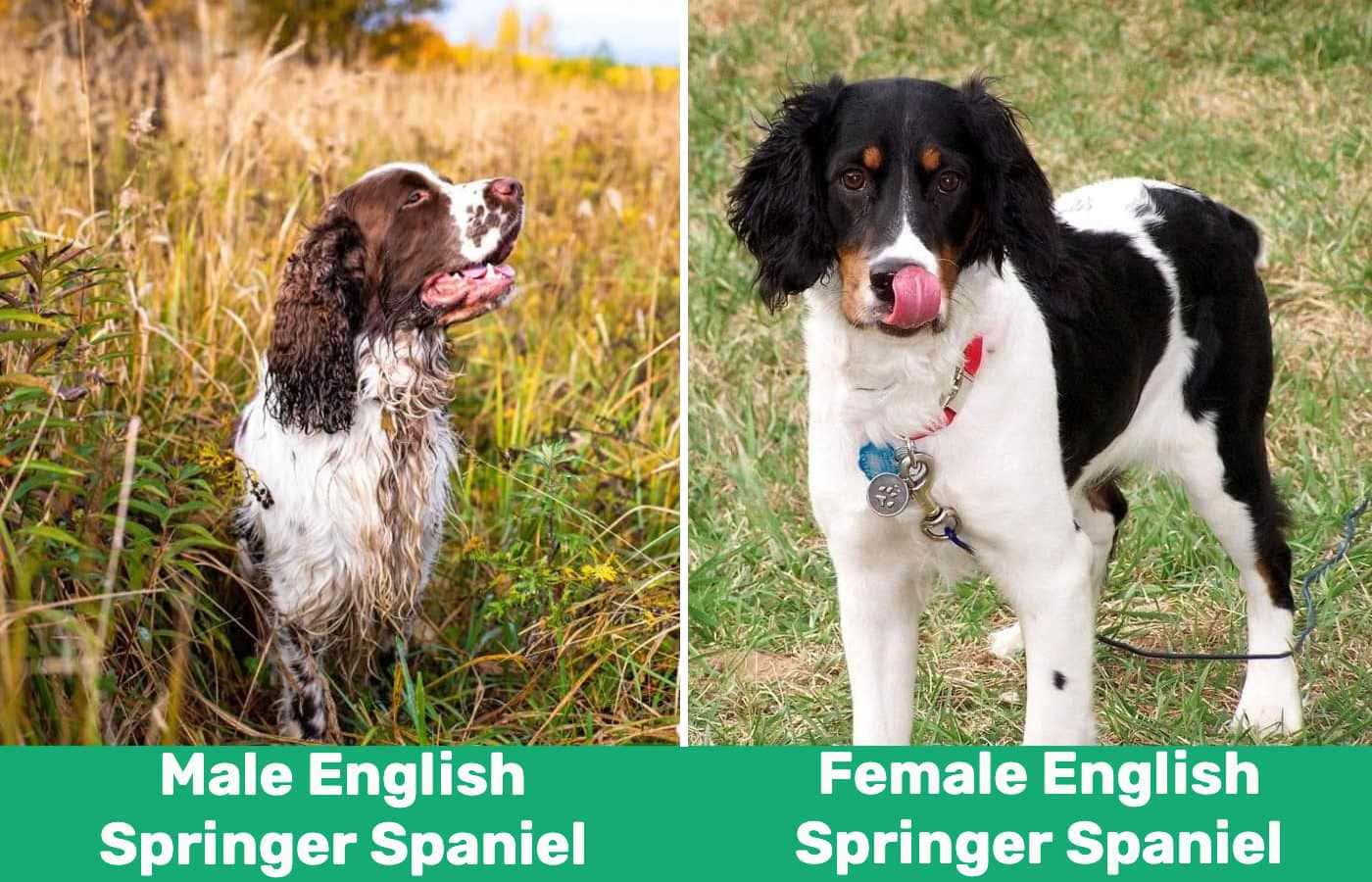 Male vs Female English Springer Spaniel side by side