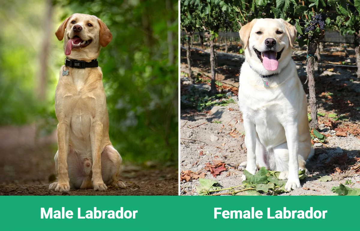 Male vs Female Labrador - Visual Differences