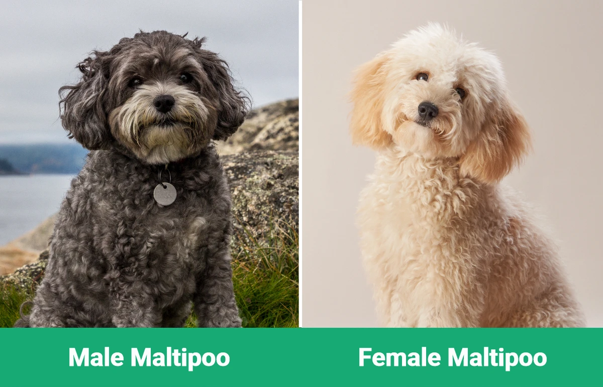 Male vs Female Maltipoo - Visual Differences