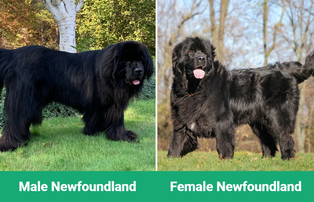 Male vs Female Newfoundland - Visual Differences