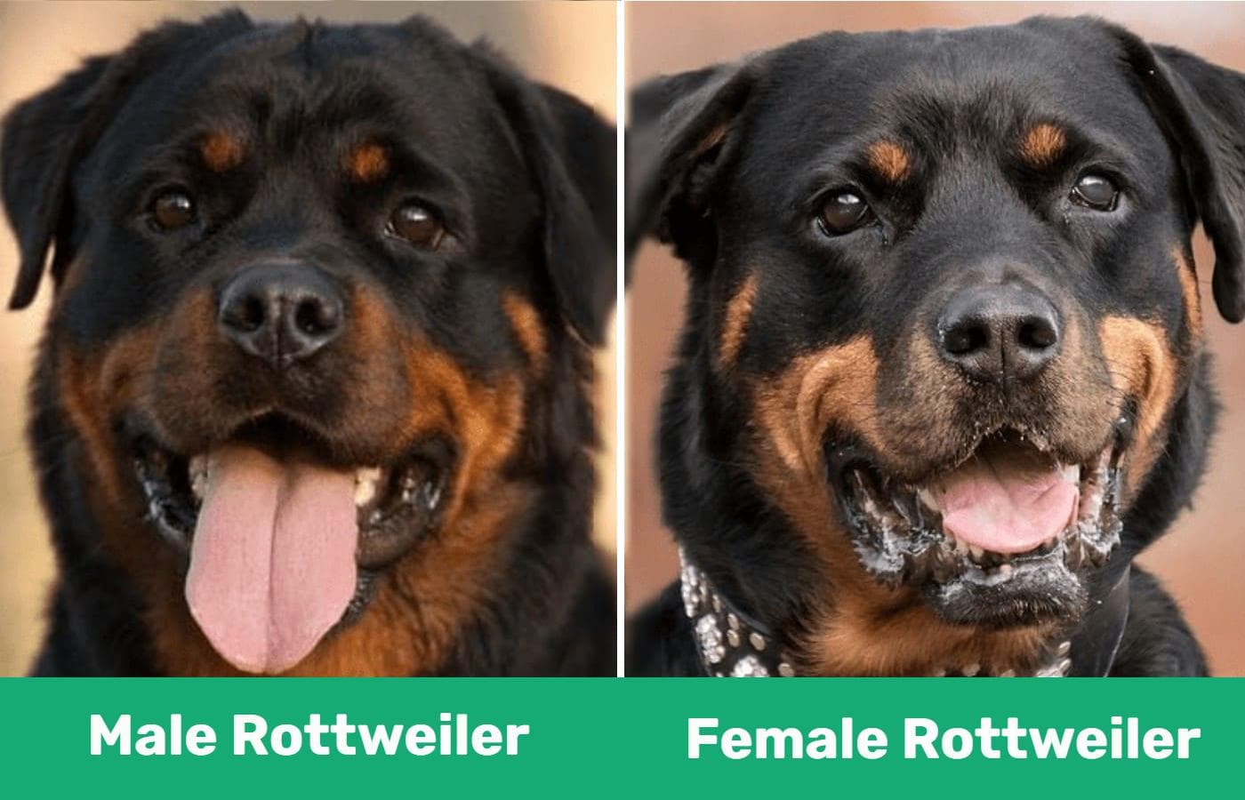 Male vs Female Rottweiler - close up