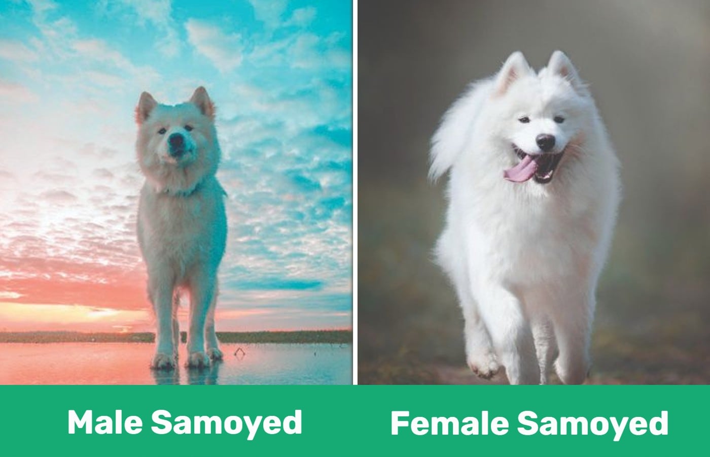 Male vs Female Samoyed - side by side