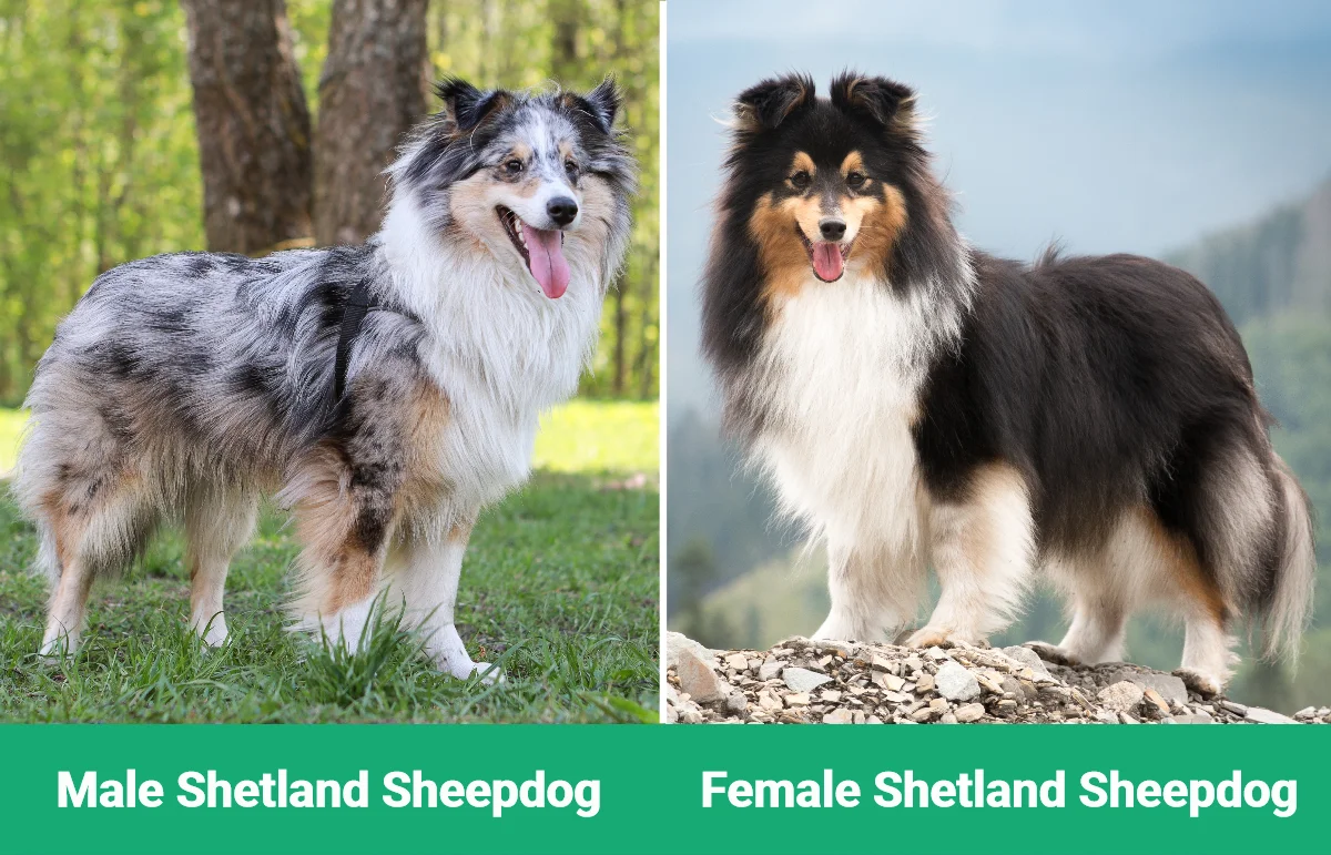 Male vs Female Shetland Sheepdog - Visual Differences