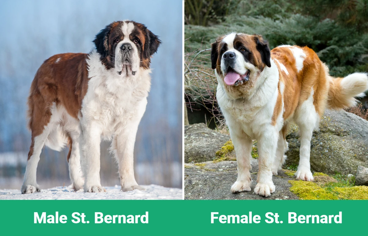 Male vs Female St. Bernard - Visual Differences