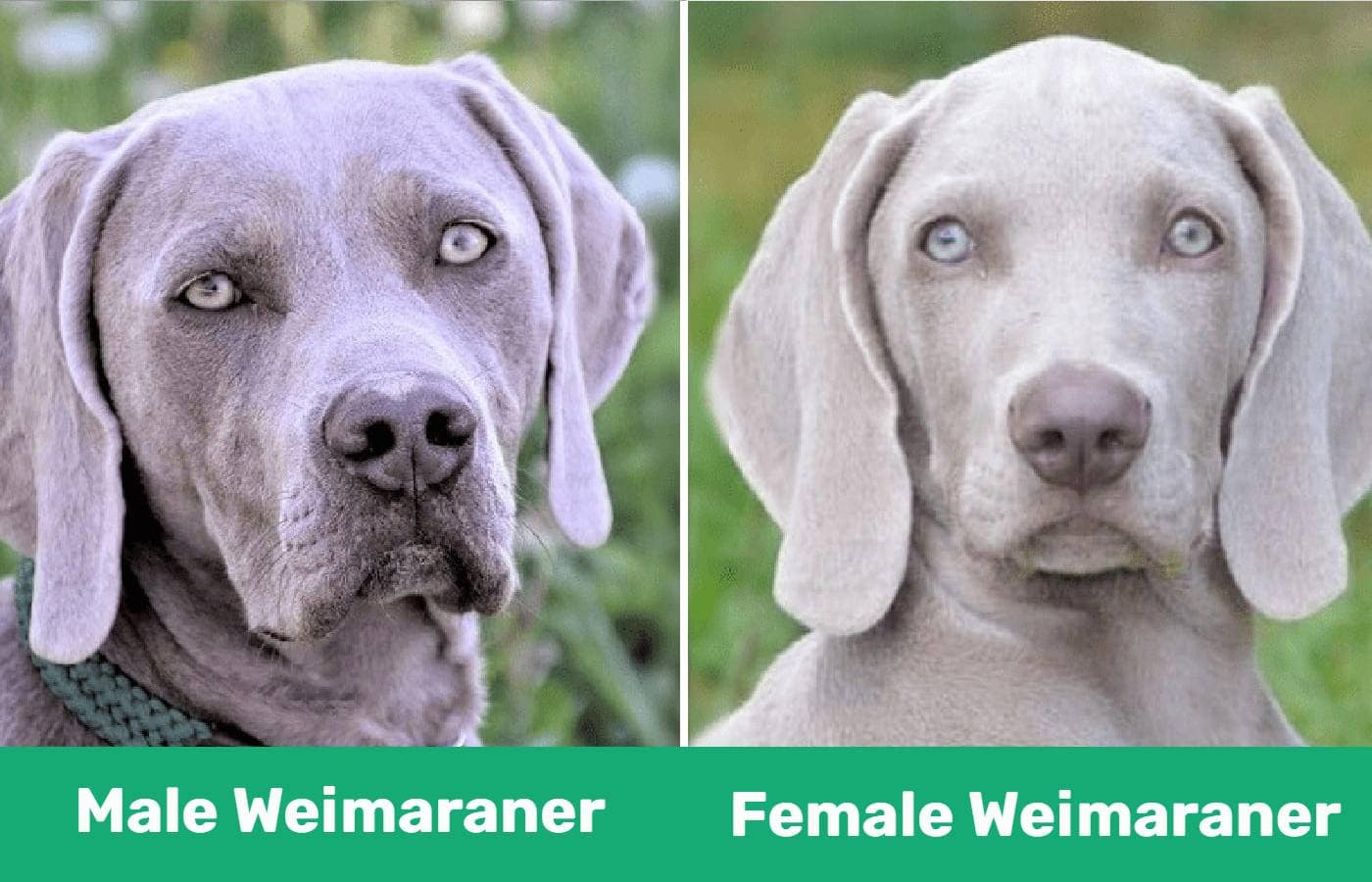 Male vs Female Weimaraner - close up