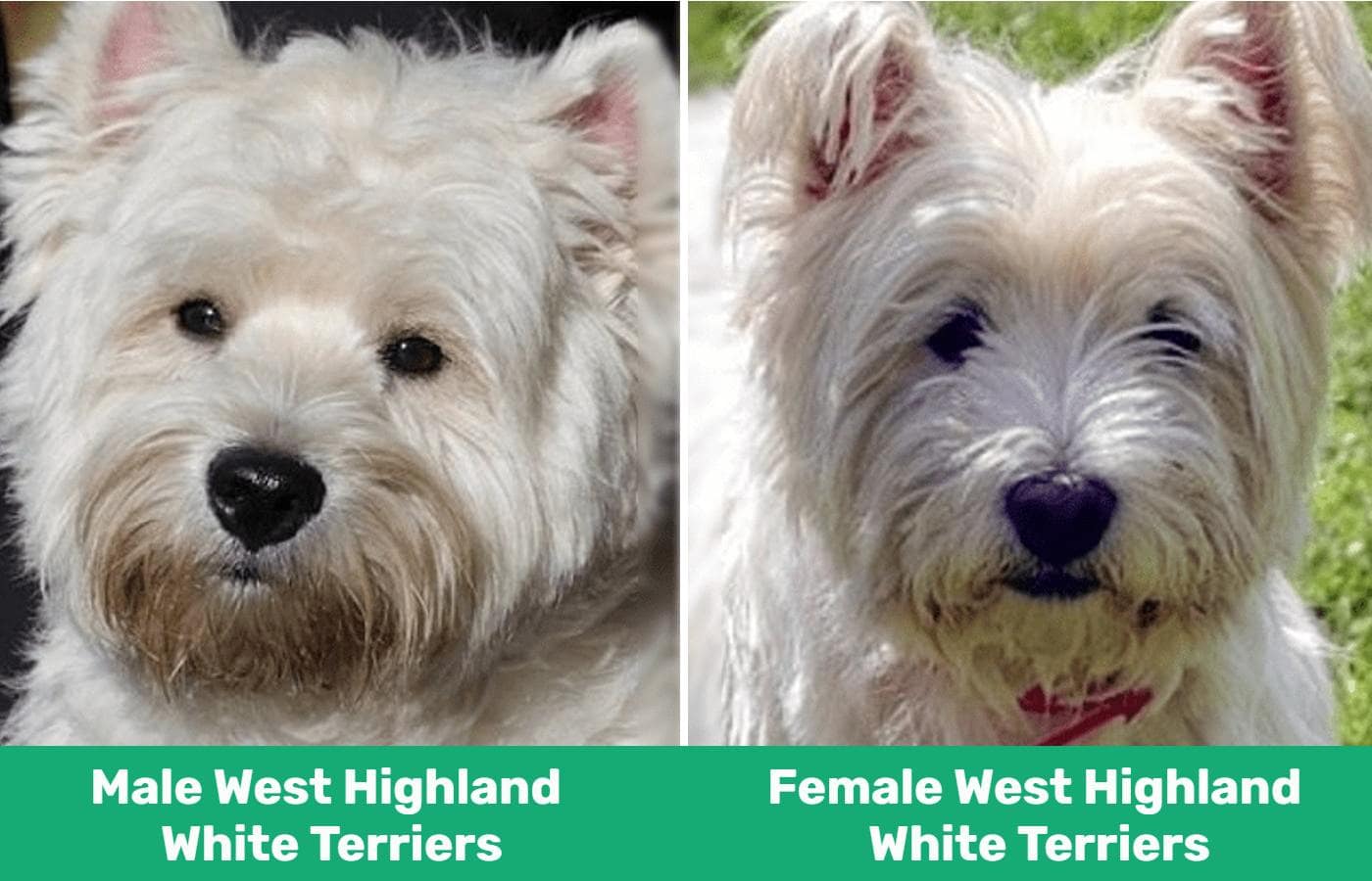 Male vs Female West Highland White Terriers - close up