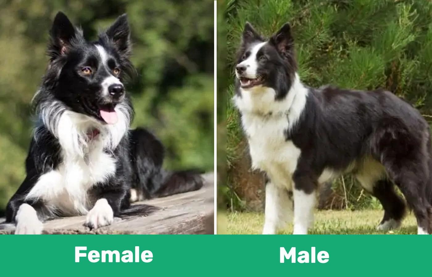 Male vs female Border Collie side by side
