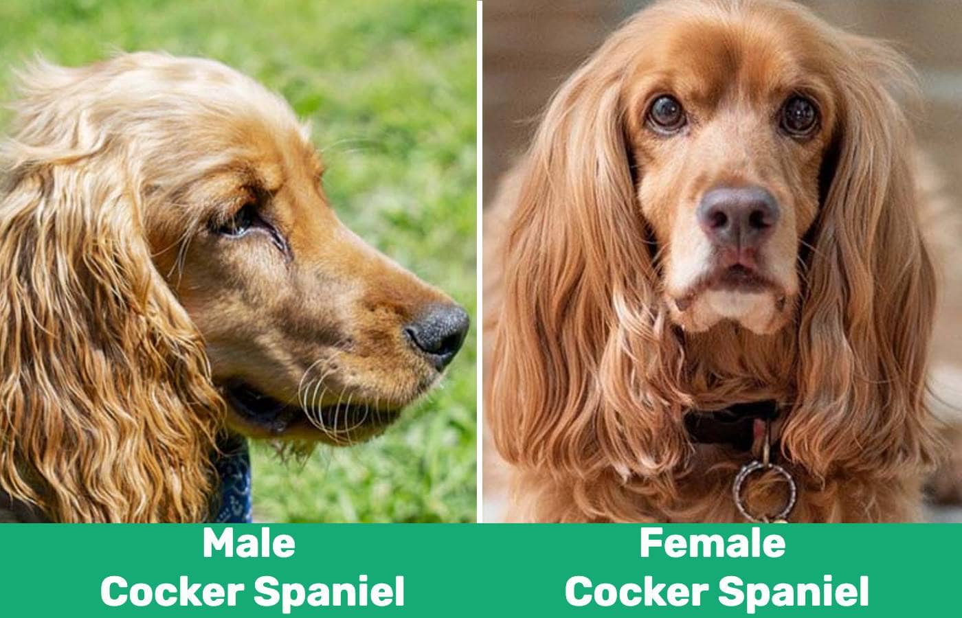 Male vs female Cocker Spaniel side by side