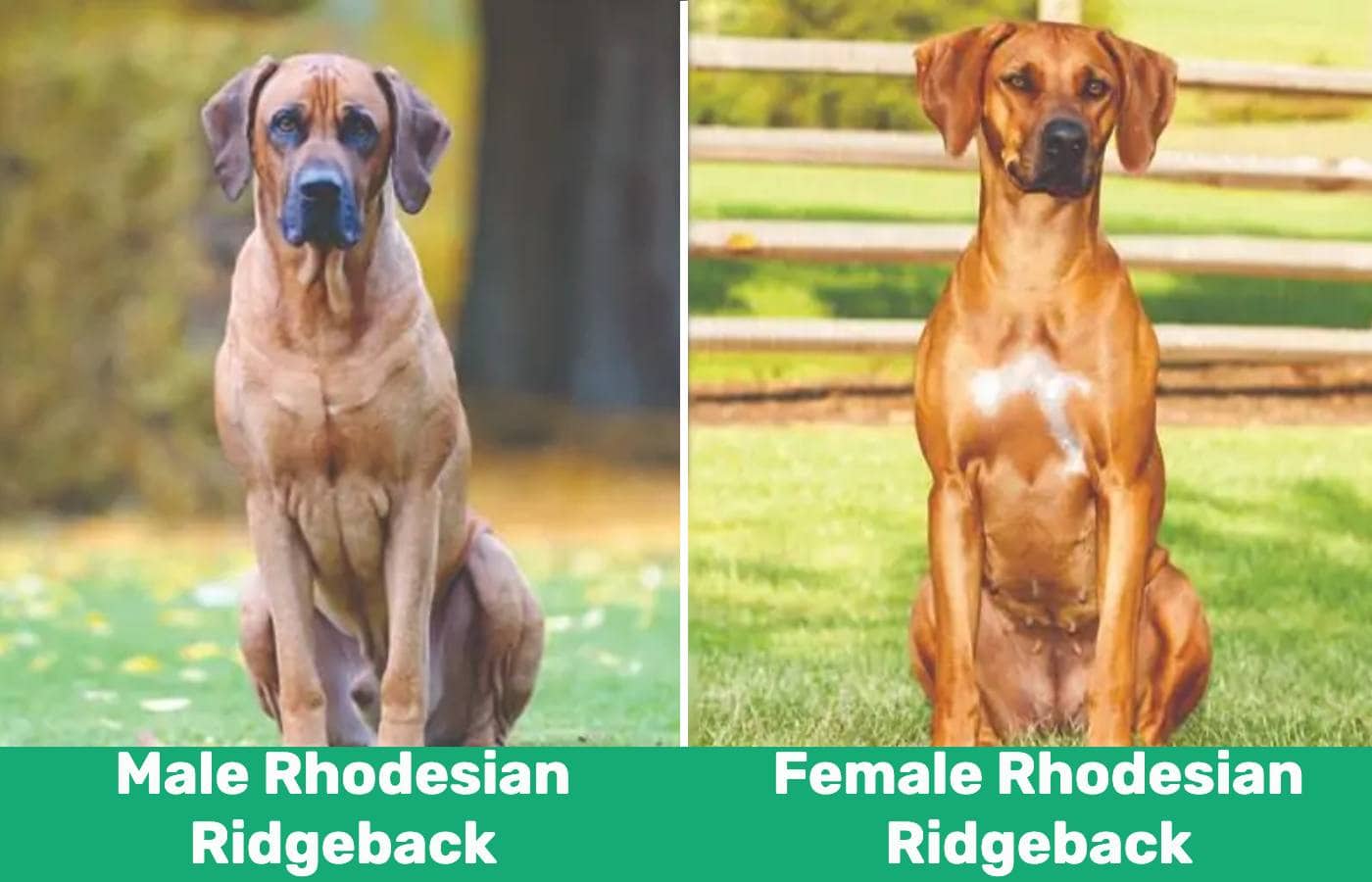 Male vs female Rhodesian Ridgeback