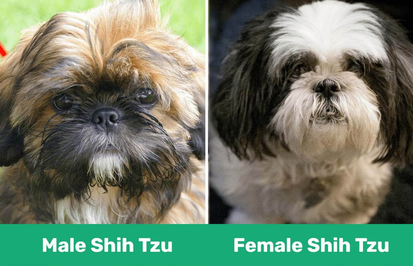 Male vs female Shih Tzu - side by side