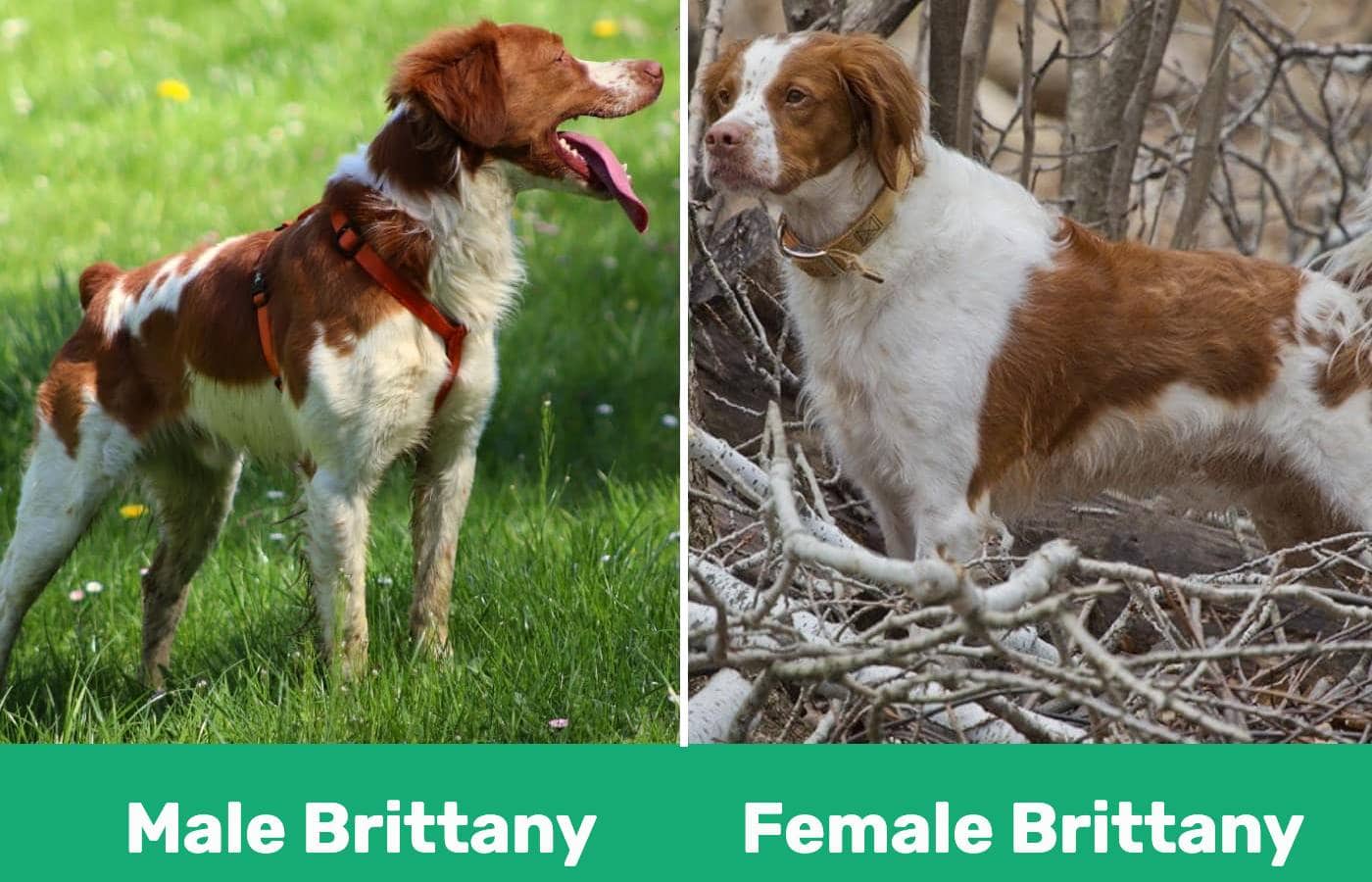 Male vs female brittany side by side