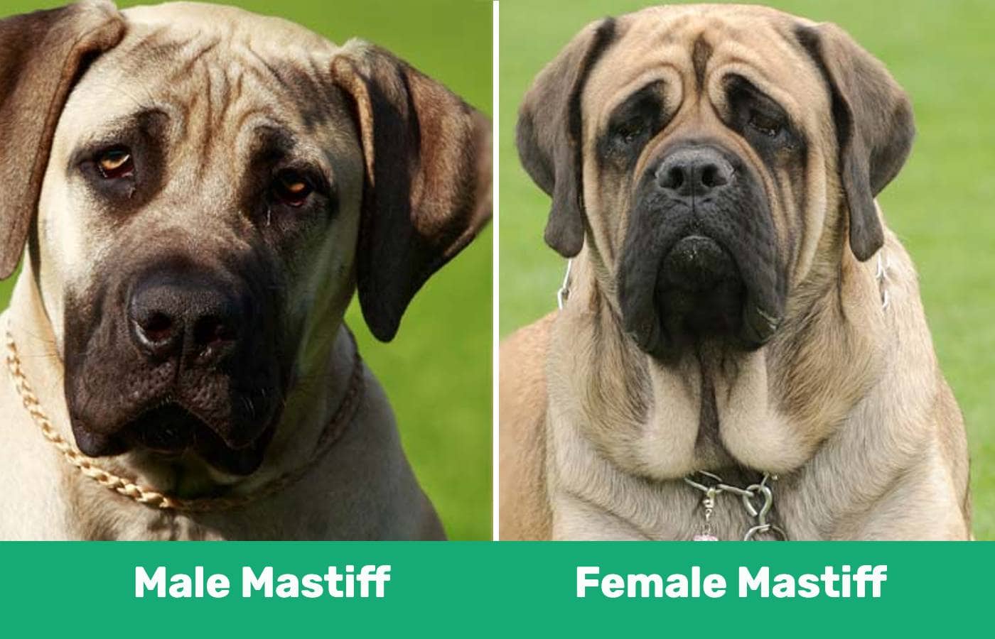 Male vs female mastiff side by side