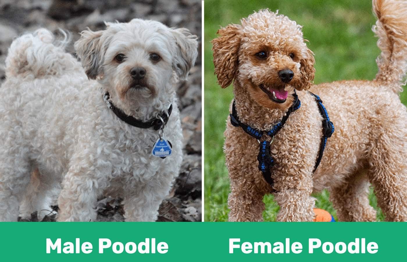 Male vs female poodle side by side