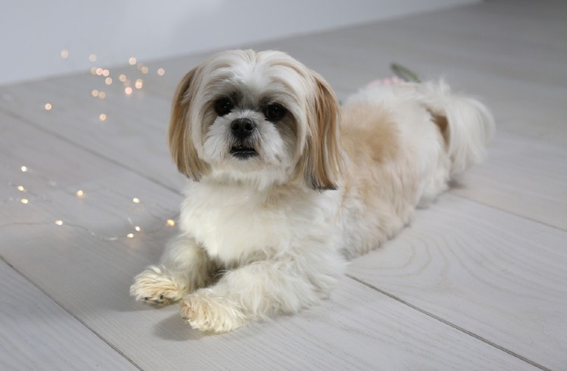 Malshi dog lays with lights