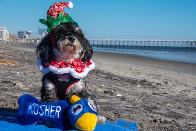 Maltese dog on the beach with plush Hanukkah toys